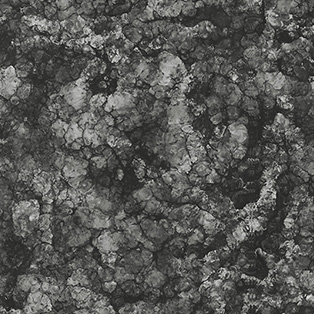 Norwegian Rainforest OMQ-8841